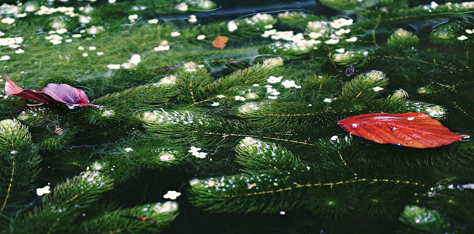 biofilms in water pipes photo or illustration for drinking water article