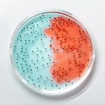 e coli water contamination photo or illustration for drinking water article