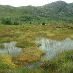 Constructed Wetlands for Wastewater