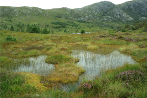 Constructed Wetlands for Wastewater